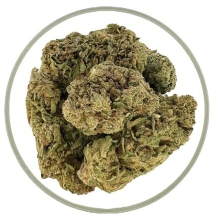 Bearly Legal 3.5G THCA Light Dep – Lime Cereal