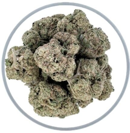 Bearly Legal 7G THCA Light Dep - Gush Mintz (30.73%)